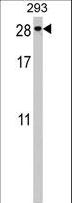 PTTG2 Antibody - PTTG2 Antibody western blot of 293 cell line lysates (35 ug/lane). The PTTG2 antibody detected the PTTG2 protein (arrow).