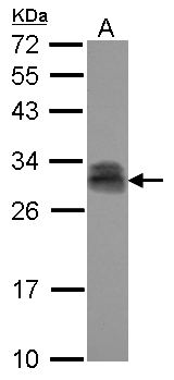 PTTG2 Antibody - Sample (30 ug of whole cell lysate) A: NT2D1 12% SDS PAGE PTTG2 antibody diluted at 1:1000