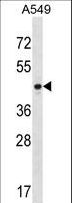 PTX3 / Pentraxin 3 Antibody - PTX3 Antibody western blot of A549 cell line lysates (35 ug/lane). The PTX3 antibody detected the PTX3 protein (arrow).