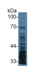 PTX3 / Pentraxin 3 Antibody - Western Blot; Sample: Human U87MG cell lysate; Primary Ab: 3µg/ml Rabbit Anti-Human PTX3 Antibody Second Ab: 0.2µg/mL HRP-Linked Caprine Anti-Rabbit IgG Polyclonal Antibody
