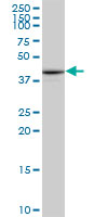 PTX3 / Pentraxin 3 Antibody - PTX3 monoclonal antibody (M01), clone 5B7. Western Blot analysis of PTX3 expression in NIH/3T3.