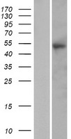 PTX4 / Pentraxin 4 Protein - Western validation with an anti-DDK antibody * L: Control HEK293 lysate R: Over-expression lysate