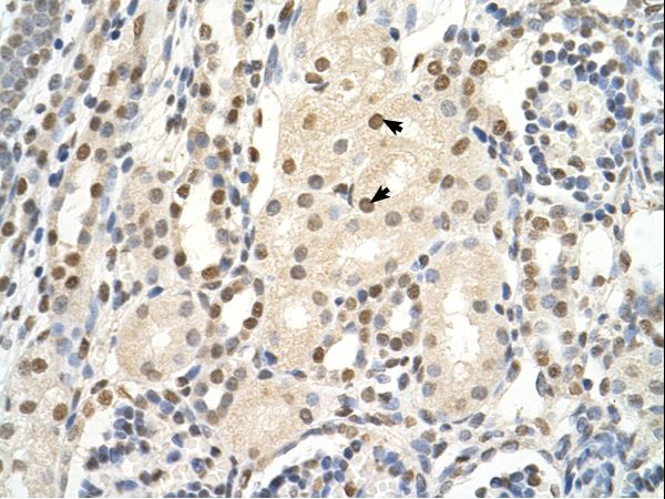 PUF60 Antibody - PUF60 antibody PUF60(poly-U binding splicing factor 60KDa) Antibody was used in IHC to stain formalin-fixed, paraffin-embedded human kidney.  This image was taken for the unconjugated form of this product. Other forms have not been tested.