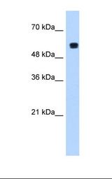 PUF60 Antibody - Transfected 293T cell lysate. Antibody concentration: 1.25 ug/ml. Gel concentration: 12%.  This image was taken for the unconjugated form of this product. Other forms have not been tested.