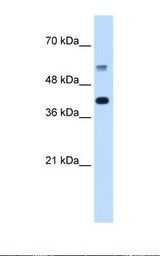 PUF60 Antibody - Transfected 293T cell lysate. Antibody concentration: 5.0 ug/ml. Gel concentration: 12%.  This image was taken for the unconjugated form of this product. Other forms have not been tested.