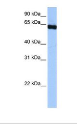 PUF60 Antibody - Hela cell lysate. Antibody concentration: 0.5 ug/ml. Gel concentration: 12%.  This image was taken for the unconjugated form of this product. Other forms have not been tested.
