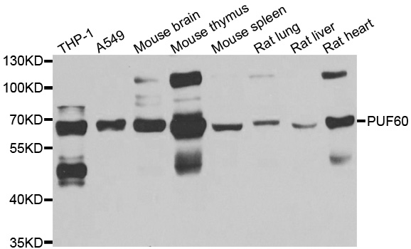 PUF60 Antibody - Western blot analysis of extracts of various cell lines.