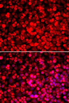PUF60 Antibody - Immunofluorescence analysis of HeLa cells.