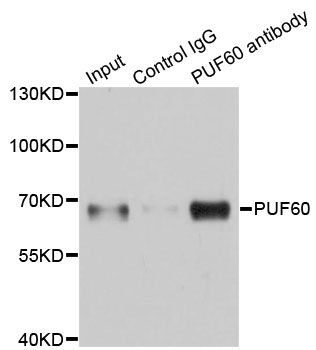 PUF60 Antibody - Immunoprecipitation analysis of 150ug extracts of A549 cells.