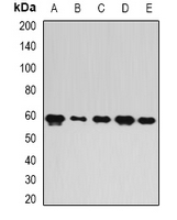 PUF60 Antibody - Western blot analysis of FIR expression in A549 (A); mouse brain (B); mouse spleen (C); rat lung (D); rat liver (E) whole cell lysates.