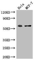 PUF60 Antibody - Positive WB detected in:Hela whole cell lysate,MCF-7 whole cell lysate;All lanes: PUF60 antibody at 2.7ug/ml;Secondary;Goat polyclonal to rabbit IgG at 1/50000 dilution;Predicted band size: 60,59,56,55,58 kDa;Observed band size: 60 kDa;