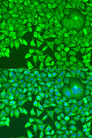 PUM1 Antibody - Immunofluorescence analysis of U2OS cells using pum1 antibody at dilution of 1:100. Blue: DAPI for nuclear staining.