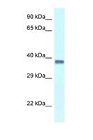 PURA / Pur-Alpha Antibody - PURA antibody Western blot of Mouse Thymus lysate. Antibody concentration 1 ug/ml.  This image was taken for the unconjugated form of this product. Other forms have not been tested.