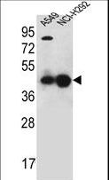 PURA / Pur-Alpha Antibody - PURA Antibody western blot of A549,NCI-H292 cell line lysates (35 ug/lane). The PURA antibody detected the PURA protein (arrow).