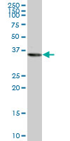 PURA / Pur-Alpha Antibody - PURA monoclonal antibody (M05), clone 3A9. Western blot of PURA expression in PC-12.
