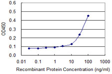 PURA / Pur-Alpha Antibody - Detection limit for recombinant GST tagged PURA is approximately 10 ng/ml as a capture antibody.
