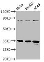 PURA / Pur-Alpha Antibody - Positive Western Blot detected in Hela whole cell lysate, HepG2 whole cell lysate, A549 whole cell lysate. All lanes: PURA antibody at 4.7 µg/ml Secondary Goat polyclonal to rabbit IgG at 1/50000 dilution. Predicted band size: 35 KDa. Observed band size: 35 KDa