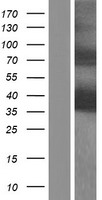 PURB Protein - Western validation with an anti-DDK antibody * L: Control HEK293 lysate R: Over-expression lysate