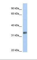 PURG Antibody - 721_B cell lysate. Antibody concentration: 1.0 ug/ml. Gel concentration: 12%.  This image was taken for the unconjugated form of this product. Other forms have not been tested.