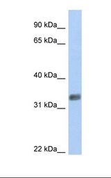 PURG Antibody - 721_B cell lysate. Antibody concentration: 1.0 ug/ml. Gel concentration: 12%.  This image was taken for the unconjugated form of this product. Other forms have not been tested.