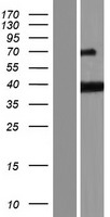 PURG Protein - Western validation with an anti-DDK antibody * L: Control HEK293 lysate R: Over-expression lysate