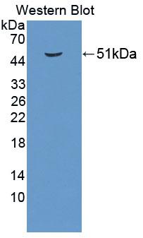 PUS1 Antibody - Western Blot; Sample: Recombinant protein.