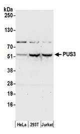 PUS3 Antibody - Detection of human PUS3 by western blot. Samples: Whole cell lysate (50 µg) from HeLa, HEK293T, and Jurkat cells prepared using NETN lysis buffer. Antibody: Affinity purified rabbit anti-PUS3 antibody used for WB at 0.1 µg/ml. Detection: Chemiluminescence with an exposure time of 30 seconds.