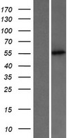 PUS3 Protein - Western validation with an anti-DDK antibody * L: Control HEK293 lysate R: Over-expression lysate