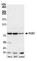 PUS7 Antibody - Detection of human PUS7 by western blot. Samples: Whole cell lysate (50 µg) from HeLa, HEK293T, and Jurkat cells prepared using NETN lysis buffer. Antibody: Affinity purified rabbit anti-PUS7 antibody used for WB at 0.04 µg/ml. Detection: Chemiluminescence with an exposure time of 30 seconds.