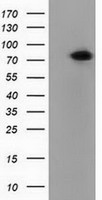 PUS7 Antibody - HEK293T cells were transfected with the pCMV6-ENTRY control (Left lane) or pCMV6-ENTRY PUS7 (Right lane) cDNA for 48 hrs and lysed. Equivalent amounts of cell lysates (5 ug per lane) were separated by SDS-PAGE and immunoblotted with anti-PUS7.