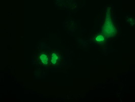 PUS7 Antibody - Anti-PUS7 mouse monoclonal antibody  immunofluorescent staining of COS7 cells transiently transfected by pCMV6-ENTRY PUS7.