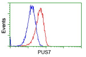 PUS7 Antibody - Flow cytometric Analysis of Hela cells, using anti-PUS7 antibody, (Red), compared to a nonspecific negative control antibody, (Blue).