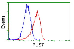 PUS7 Antibody - Flow cytometry of HeLa cells, using anti-PUS7 antibody, (Red), compared to a nonspecific negative control antibody, (Blue).