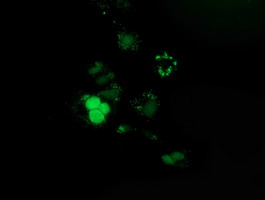 PUS7 Antibody - Anti-PUS7 mouse monoclonal antibody  immunofluorescent staining of COS7 cells transiently transfected by pCMV6-ENTRY PUS7.