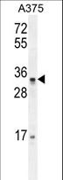PUSL1 Antibody - PUSL1 Antibody western blot of A375 cell line lysates (35 ug/lane). The PUSL1 antibody detected the PUSL1 protein (arrow).
