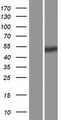 PV1 / PLVAP Protein - Western validation with an anti-DDK antibody * L: Control HEK293 lysate R: Over-expression lysate