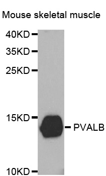 PVALB / Parvalbumin Antibody - Western blot analysis of extracts of Mouse skeletal muscle tissue, using PVALB antibody.