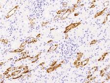 PVALB / Parvalbumin Antibody - Immunochemical staining of human PVALB in human kidney with rabbit polyclonal antibody at 1:10000 dilution, formalin-fixed paraffin embedded sections.