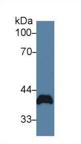 PVR / CD155 Antibody - Western Blot; Sample: Rat Heart lysate; Primary Ab: 2µg/ml Rabbit Anti-Rat PVR Antibody Second Ab: 0.2µg/mL HRP-Linked Caprine Anti-Rabbit IgG Polyclonal Antibody