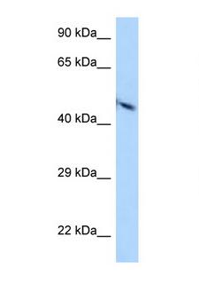 PVR / CD155 Antibody - PVR / CD155 antibody Western blot of HepG2 Cell lysate. Antibody concentration 1 ug/ml.  This image was taken for the unconjugated form of this product. Other forms have not been tested.