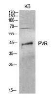 PVR / CD155 Antibody - Western Blot analysis of extracts from KB cells using PVR Antibody.