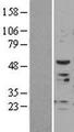 PVR / CD155 Protein - Western validation with an anti-DDK antibody * L: Control HEK293 lysate R: Over-expression lysate