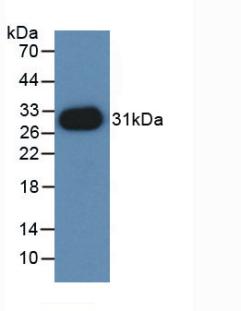 PVRL2 / CD112 Antibody - Western Blot; A.Sample: Recombinant PVRL2, Mouse.