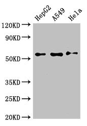 PVRL2 / CD112 Antibody - Western Blot Positive WB detected in:HepG2 whole cell lysate,A549 whole cell lysate,Hela whole cell lysate All Lanes:NECTIN2 antibody at 3µg/ml Secondary Goat polyclonal to rabbit IgG at 1/50000 dilution Predicted band size: 58,52 KDa Observed band size: 58 KDa