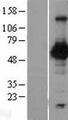 PVRL2 / CD112 Protein - Western validation with an anti-DDK antibody * L: Control HEK293 lysate R: Over-expression lysate