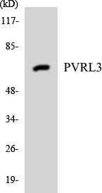 PVRL3 / Nectin-3 Antibody - Western blot analysis of the lysates from HUVECcells using PVRL3 antibody.