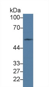 PVRL3 / Nectin-3 Antibody - Western Blot; Sample: Mouse Testis lysate; Primary Ab: 2µg/ml Rabbit Anti-Human PVRL3 Antibody Second Ab: 0.2µg/mL HRP-Linked Caprine Anti-Rabbit IgG Polyclonal Antibody