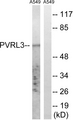PVRL3 / Nectin-3 Antibody - Western blot analysis of lysates from A549 cells, using PVRL3 Antibody. The lane on the right is blocked with the synthesized peptide.