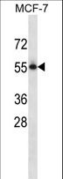 PVRL3 / Nectin-3 Antibody - PVRL3 Antibody western blot of MCF-7 cell line lysates (35 ug/lane). The PVRL3 antibody detected the PVRL3 protein (arrow).