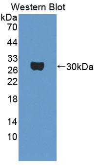 PVRL3 / Nectin-3 Antibody - Western Blot; Sample: Recombinant protein.